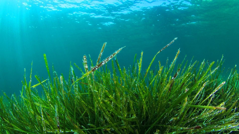 Spirulina for Vegans