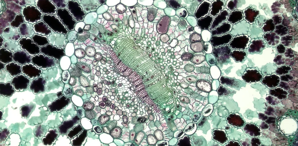 Open-Cell Spirulina